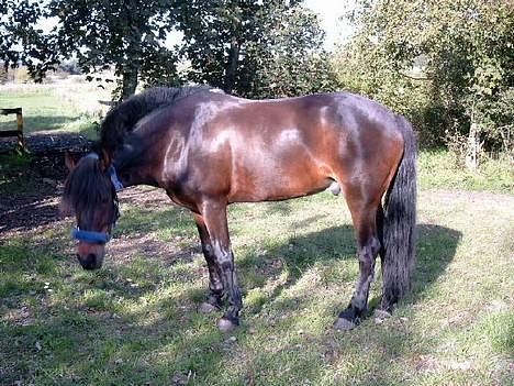 Connemara Borredalens Eight Garbo billede 3