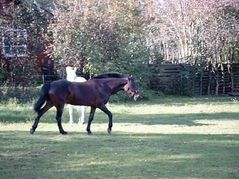 Connemara Borredalens Eight Garbo billede 2