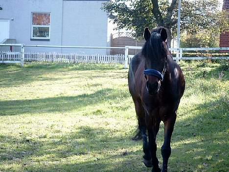 Connemara Borredalens Eight Garbo billede 4