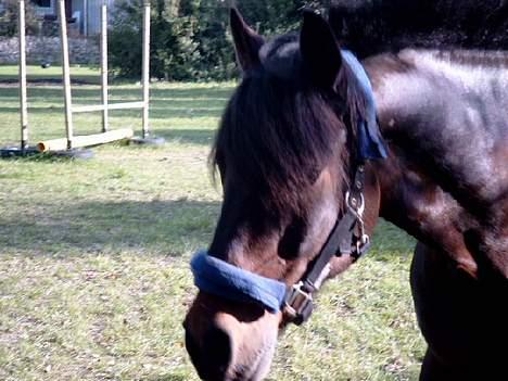 Connemara Borredalens Eight Garbo billede 5