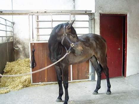 Dansk Varmblod Winther's Windsor  billede 4