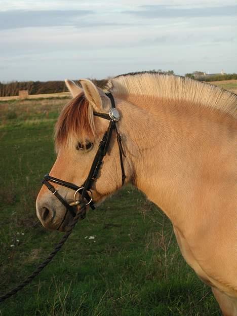 Fjordhest Møllehøjens Gitte - (død) billede 6