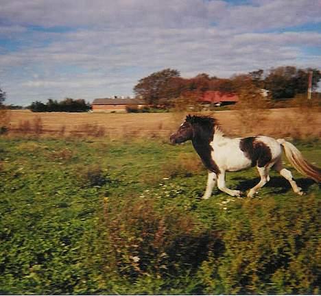Islænder Fifi fra Vium billede 6