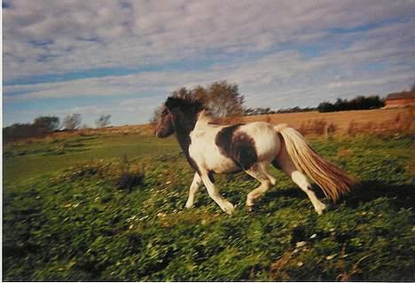 Islænder Fifi fra Vium billede 7