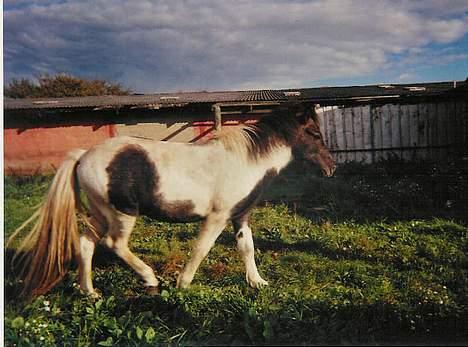 Islænder Fifi fra Vium billede 8