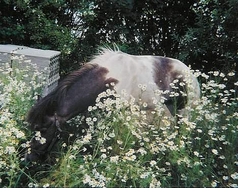 Islænder Fifi fra Vium - HAHA ! }:-) I kan bare ikk se mig !.. billede 9