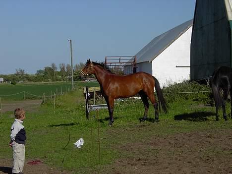 Dansk Varmblod Tanje - Tanje står.. det er min kængt der står på "sikker" afstand og lurer billede 1
