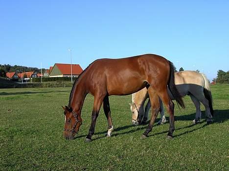 Dansk Varmblod Tanje - september 2002 lige efter jeg havde fået hende hjem billede 5