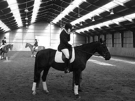 Anden særlig race Blackie(black beauty) - stævne på hashøj billede 9