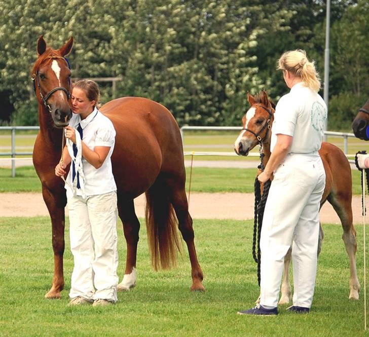 Welsh Cob (sec D) Merza's Curly Sue - Alle billeder er taget d.1-3-2007 billede 1