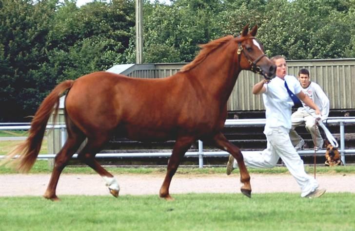 Welsh Cob (sec D) Merza's Curly Sue billede 2