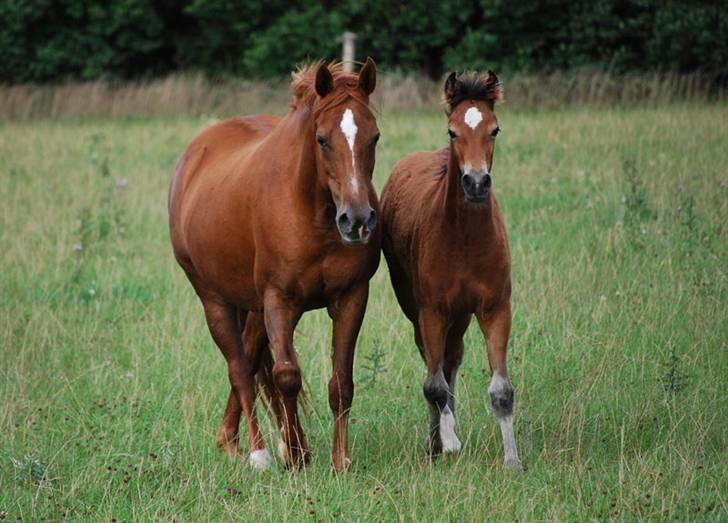 Welsh Cob (sec D) Merza's Curly Sue billede 3