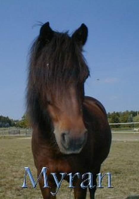 Welsh Pony af Cob-type (sec C) Myran - Myran =)!! billede 1