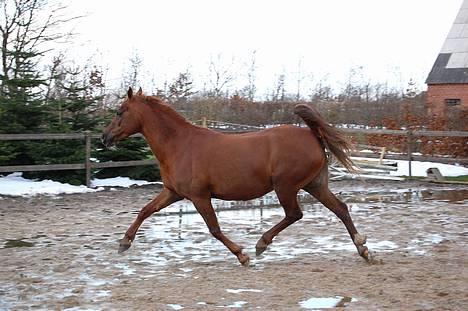 Welsh Cob (sec D) Merza's Curly Sue billede 4