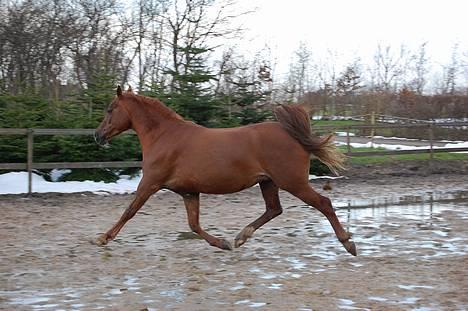 Welsh Cob (sec D) Merza's Curly Sue billede 5