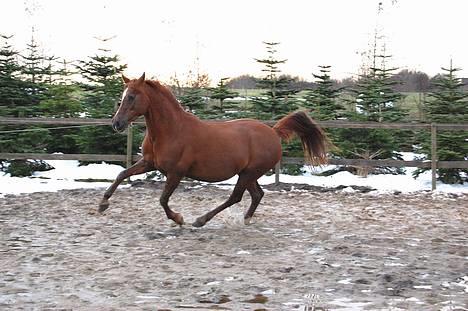 Welsh Cob (sec D) Merza's Curly Sue billede 6