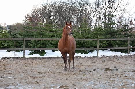 Welsh Cob (sec D) Merza's Curly Sue billede 7