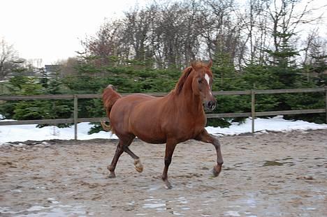 Welsh Cob (sec D) Merza's Curly Sue billede 8