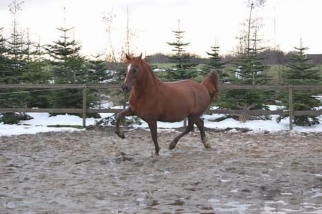 Welsh Cob (sec D) Merza's Curly Sue billede 9