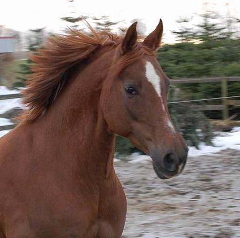 Welsh Cob (sec D) Merza's Curly Sue billede 10