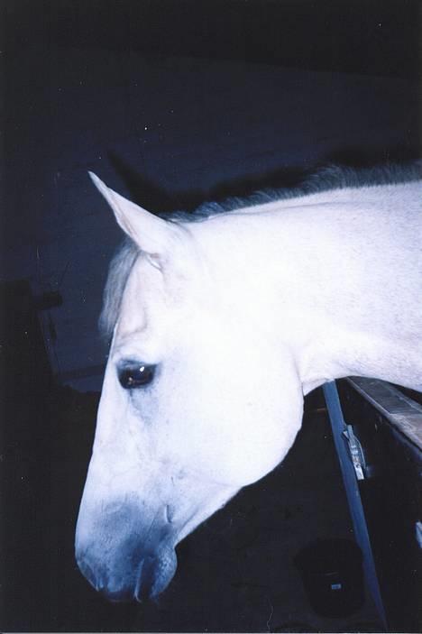 Quarter Can Dee N Lace - hendes kønne hoved, taget dagen efter hun kom fra USA i maj 1999 billede 1