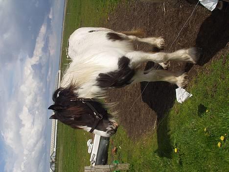 Tinker Milena  - Min dejlige skat Milena billede 1