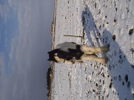 Tinker Milena  billede 2