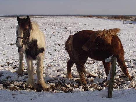 Tinker Milena  - Her er milena med hendes ved rõskva billede 3