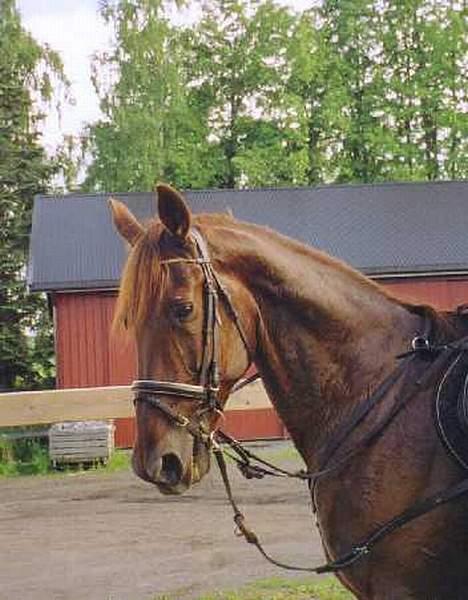 Traver Mighty spin m(død) - er jeg ikke fin a... billede 5