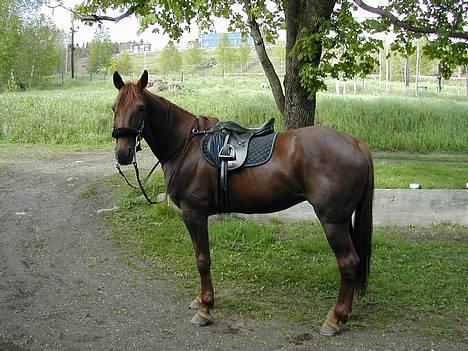 Traver Mighty spin m(død) - mighty med hack billede 3