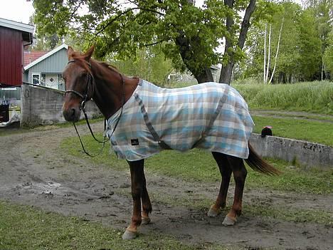 Traver Mighty spin m(død) - mighty me det fine dekkenet hans:) billede 4