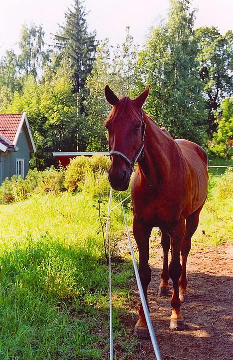 Traver Mighty spin m(død) - mighty hjemme oss meg i sommer billede 2