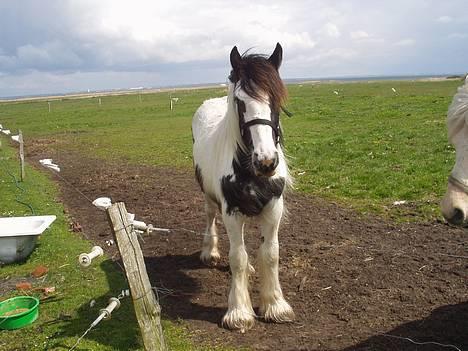 Tinker Milena  billede 5