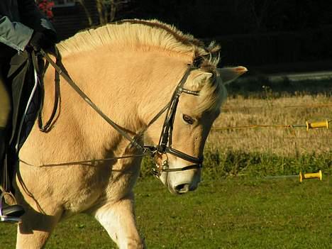 Fjordhest Debbig (død) - Dressur oktober 2004.. er hun ikke SØD??? billede 6