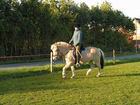 Fjordhest Debbig (død) - Vi traver hvis nogen skulle være i tvivl. billede 7
