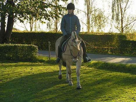 Fjordhest Debbig (død) - Vi tager lige en skråt igennem:) oktober 2004 billede 8