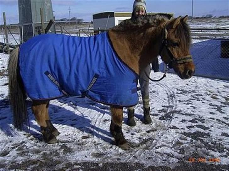 Anden særlig race Lucas - 2# :Lucas som model , med sine "nye" gamacher Foto : Mig selv billede 2