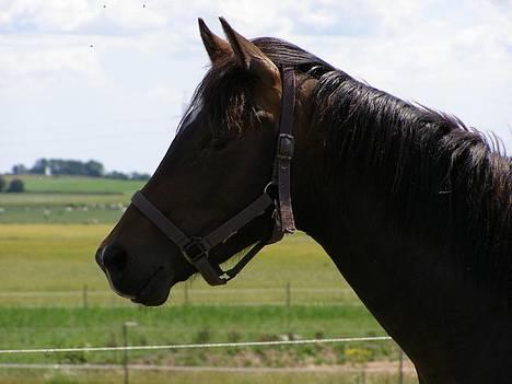 Trakehner Rødhøjs Chopstar - Profil - Sommeren 2006 , 2 år gammel billede 6