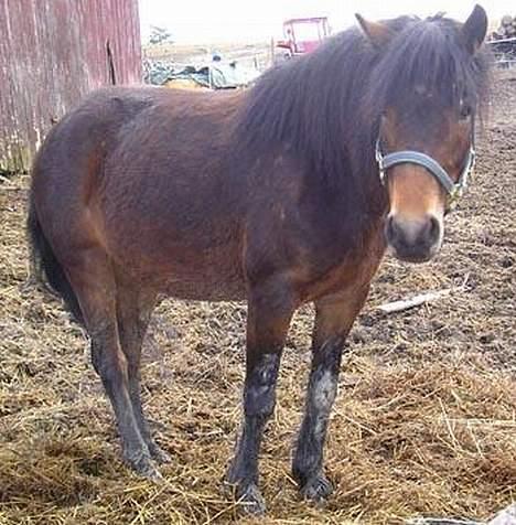 Welsh Pony af Cob-type (sec C) Myran - Myran for 1år siden, men vinterpelsen sin =)! billede 2