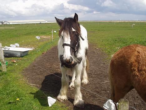 Tinker Milena  - Er hun ikke blevet stor?? billede 8