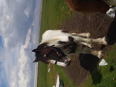 Tinker Milena  - Milena på en dejlig forårsdag billede 9