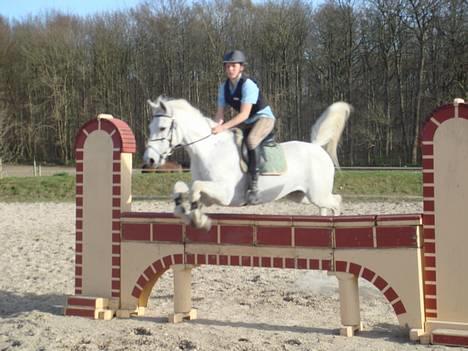 Irsk Sportspony Abbeytown Big Money*Solgt billede 10