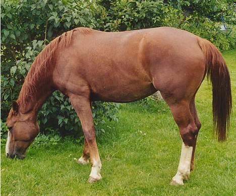 Anden særlig race Mouschonnie - Hjemme i mors have. hvor er græsset dejligt. billede 3
