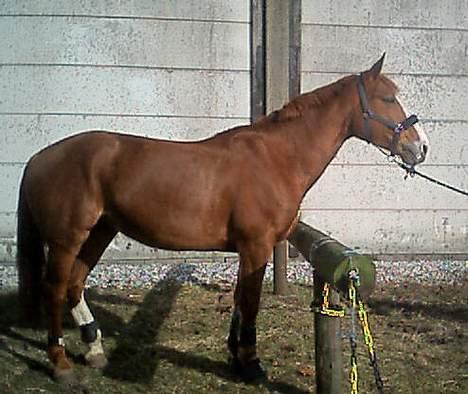 Anden særlig race Mouschonnie - Kom nu og strigel mig! billede 6