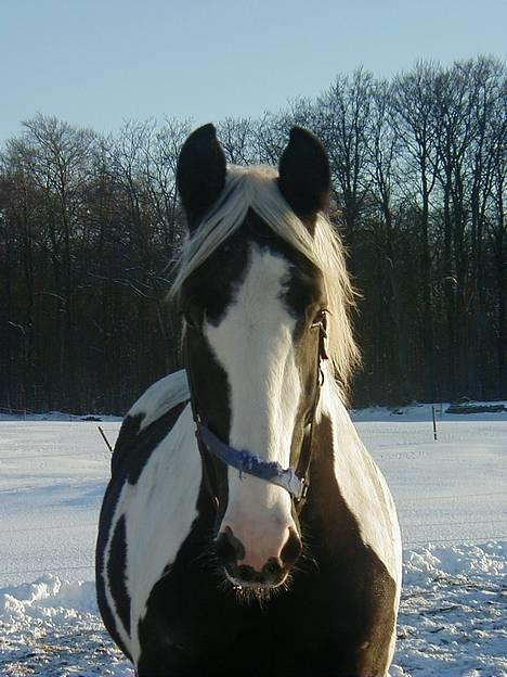 Pinto Horsebjerg Basquewill død billede 1