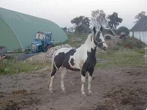 Pinto Horsebjerg Basquewill død billede 2