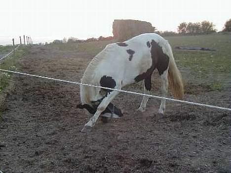 Pinto Horsebjerg Basquewill død billede 3