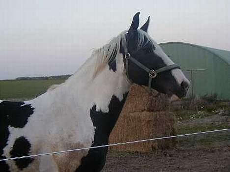 Pinto Horsebjerg Basquewill død billede 4