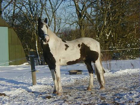 Pinto Horsebjerg Basquewill død billede 5