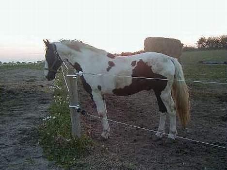 Pinto Horsebjerg Basquewill død billede 6